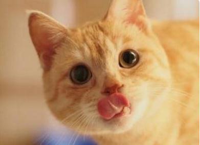 小猫说话了：土豆可以预防胃癌