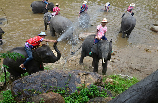 麻辣烫食材之柳蒿
