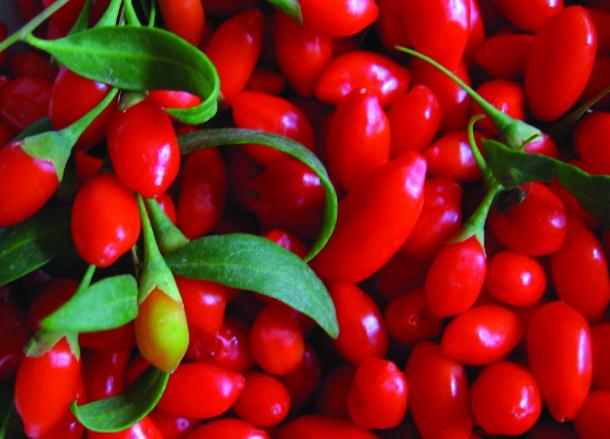 国庆后，坚持用枸杞加一物泡水，连续喝7天，祛湿明目、健脾养胃