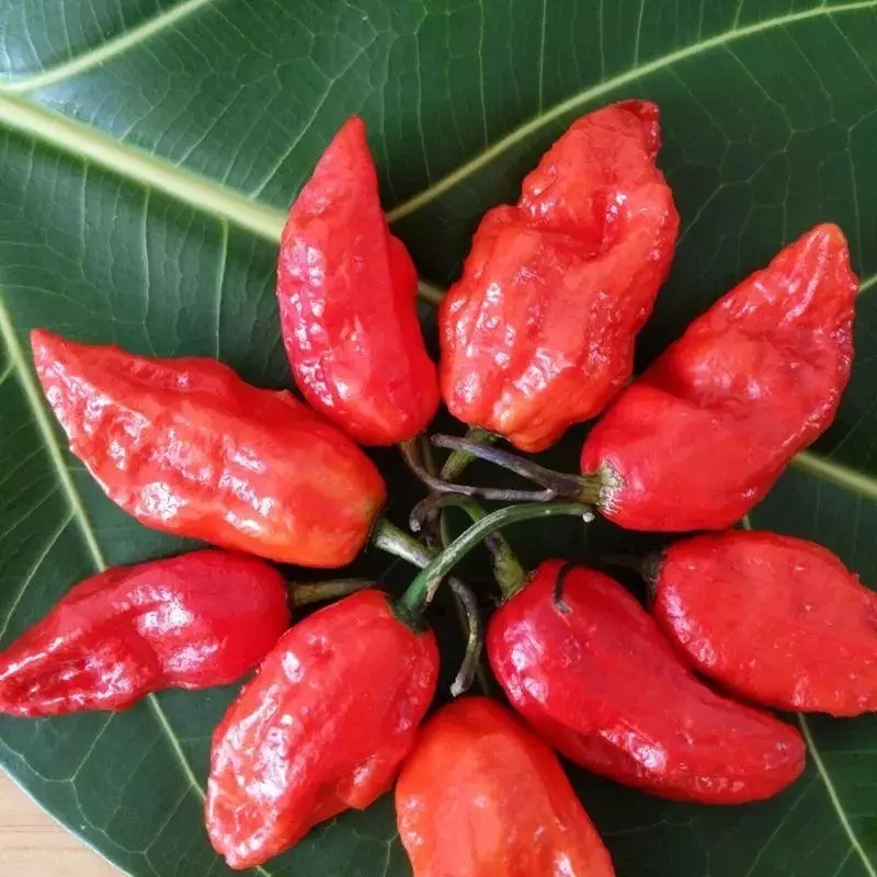 辣椒辣度排行榜，领略天下最辣的辣椒