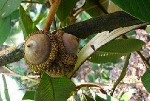 泰麻辣麻辣烫中为何会加入泰国青果，原来是禁果