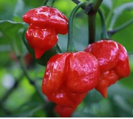 新麻辣品牌排行榜