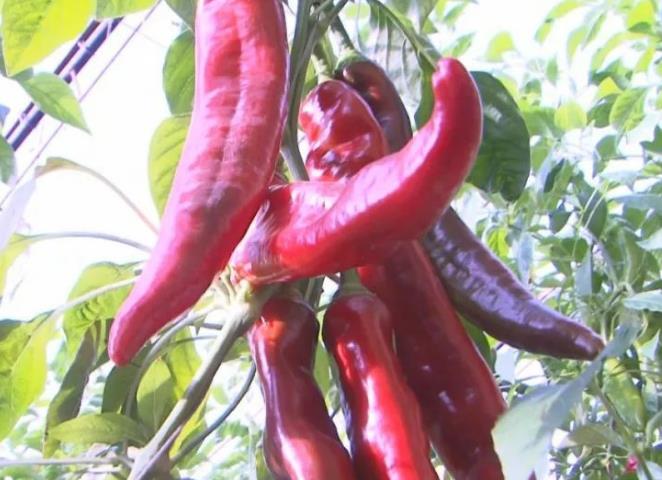 麻辣烫的灵魂：辣椒