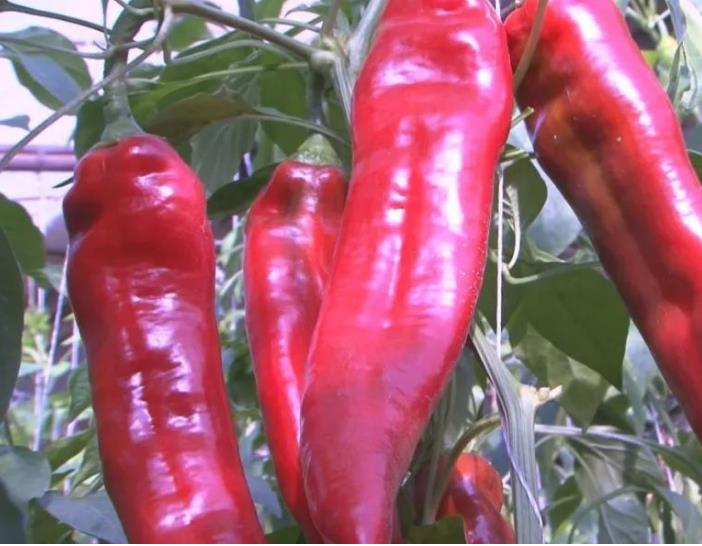 辣椒的超现实价值，你说不知道的辣椒世界