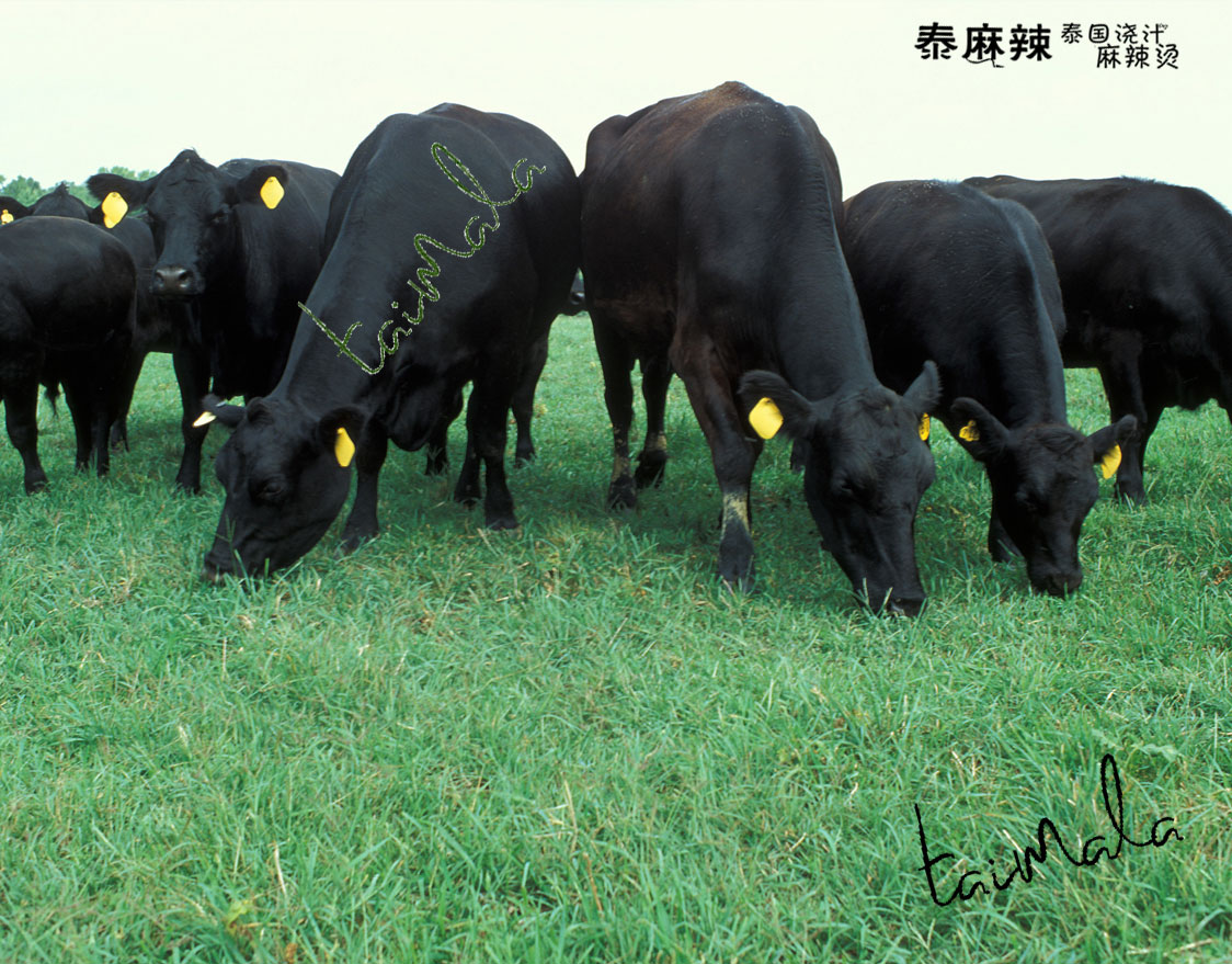 泰麻辣食材：黑牛